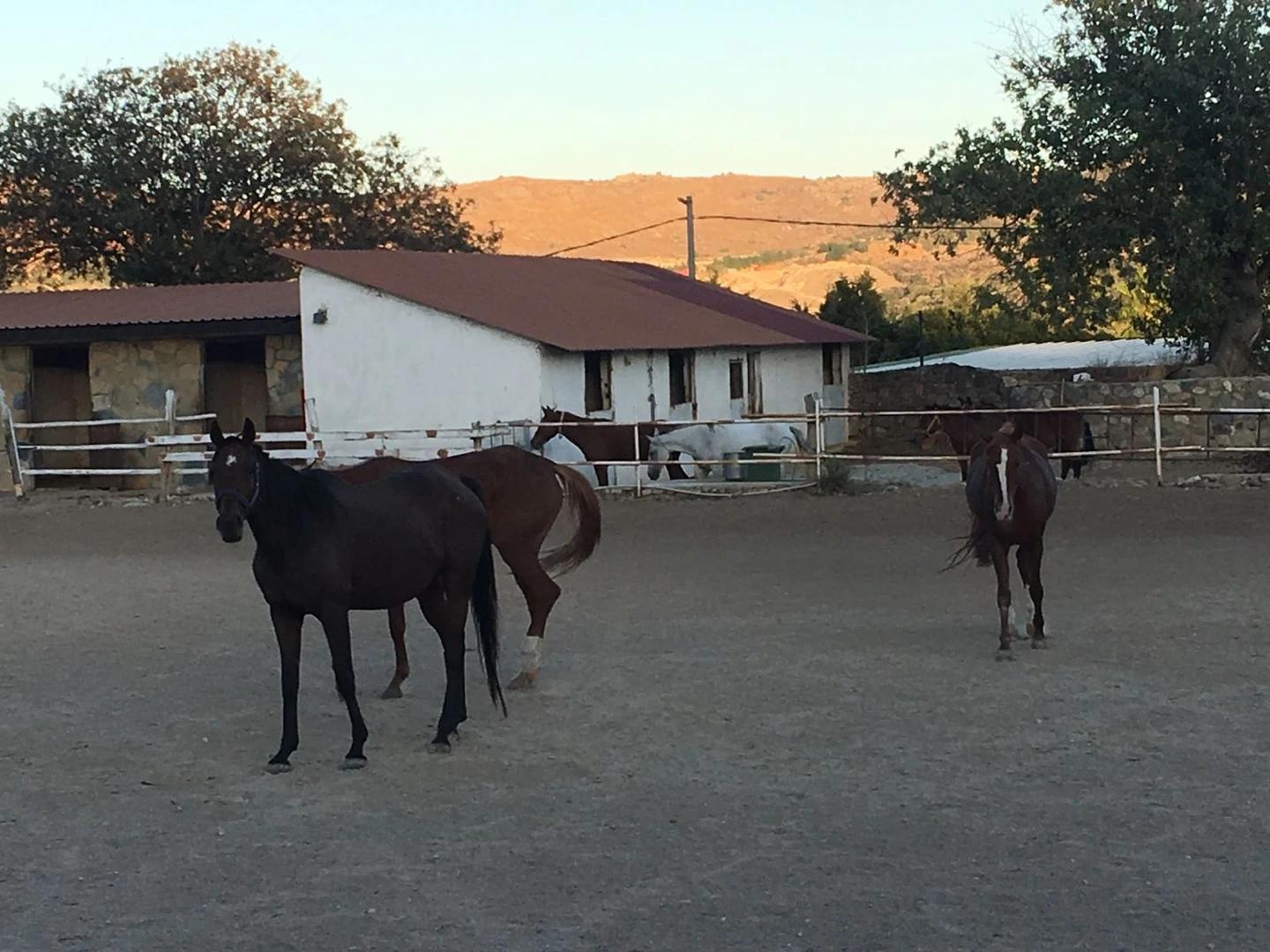 Horse Riding - 1